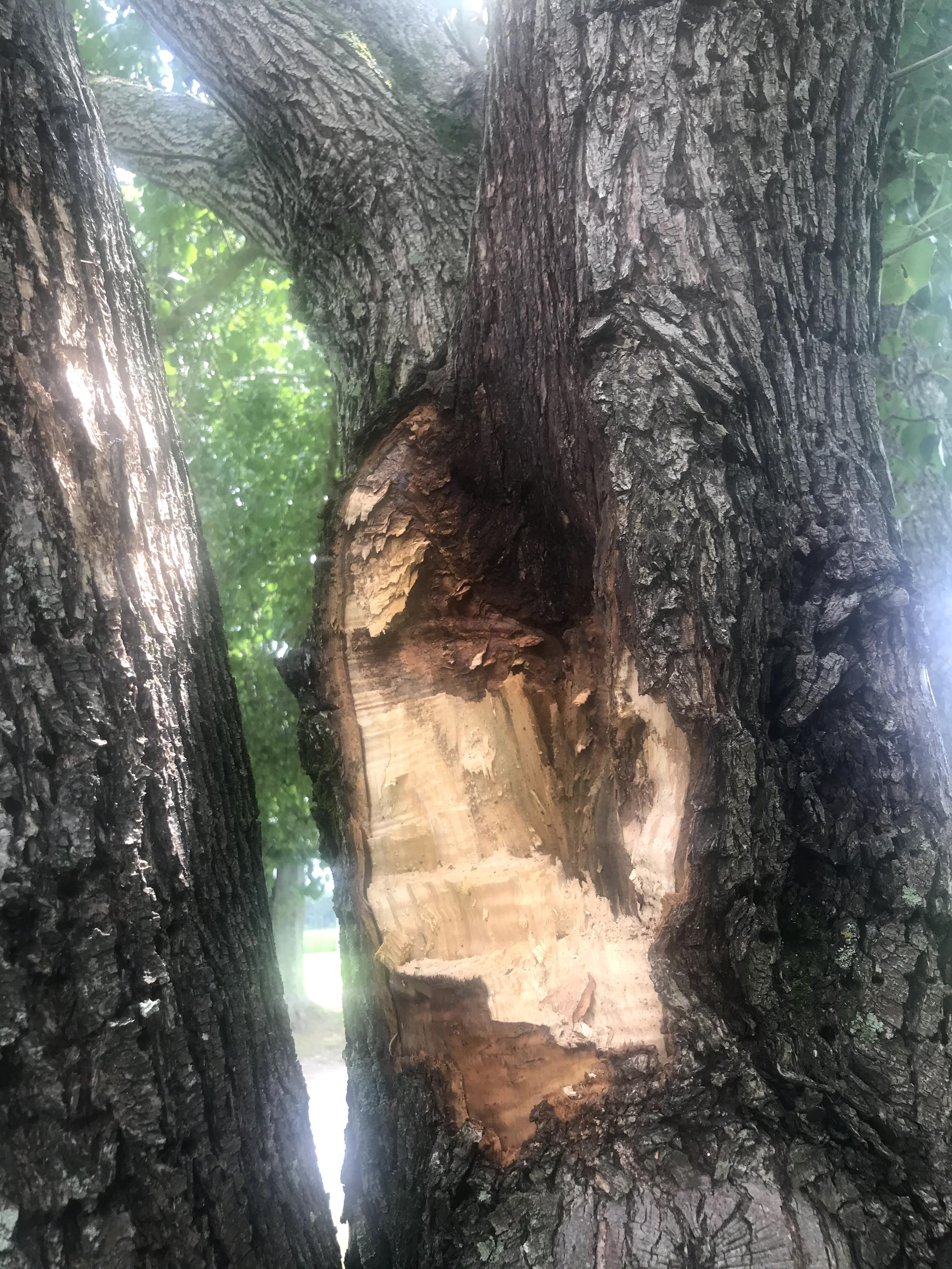 Rooted in Him